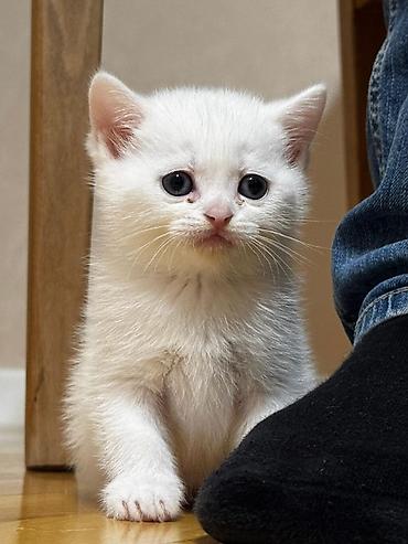 Pişiklər: Britan, Erkək, Dişi, Yaxşı əllərə, Ünvandan götürmə, Pulsuz çatdırılma, Ödənişli çatdırılma — 28