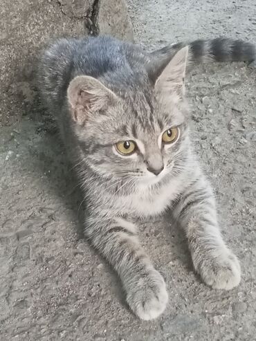британские котята черные: Кошка даром: Беспородная, 4 месяца, Мальчик