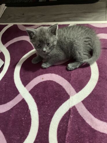 милые животные: Продаётся шотландский котик 3.5 месяцев очень милый и умный