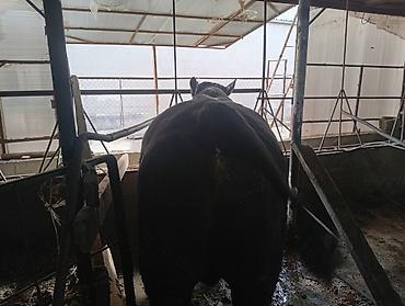 Коровы, быки: Продаю | Бык (самец) | Абердин-ангус — 11
