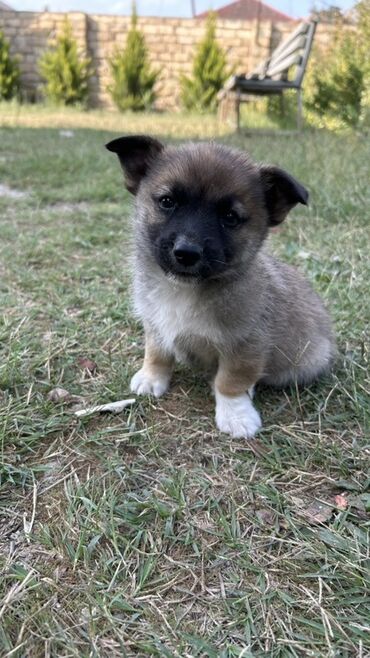 İtlər: 2 ay, Erkek — 7