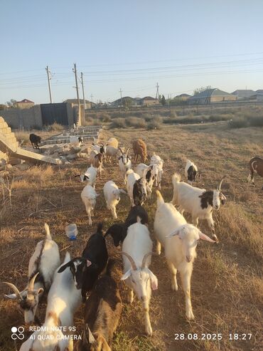 Çaydanlar: Dişi, il: 1, 35 kq, Damazlıq, Ünvandan götürmə