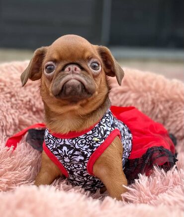 Psi: Na prodaju 4 ženke: Belgijski Grifon. Petit Brabancon. Exotic boja na lalafo.rs — 15 Psi: Na prodaju 4 ženke: Belgijski Grifon. Petit Brabancon. Exotic boja — 15