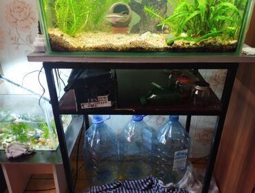 куплю живую рыбу: Продаю аквариум 85 литров вместе со столом полностью