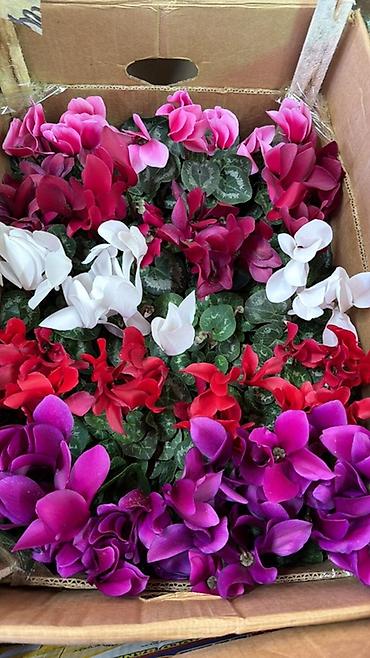 Герани и пеларгонии: Комнатные цветы в горшках — ассортименты расцветок - Цикламен — 14