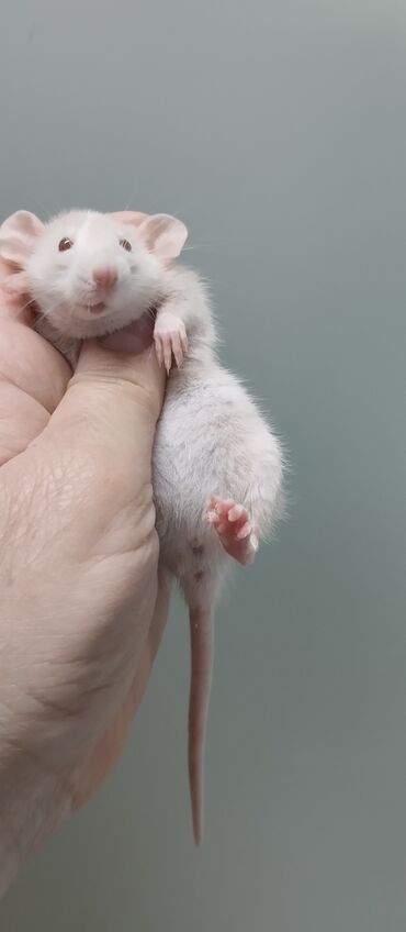 Крысы: Продам крысок Дамбо ручные девочки и мальчики им 1 месяц
