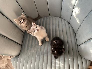 белая персидская кошка: Котята-домашние малыши - Три очаровательных котёнка: дымчато‑серый — 2