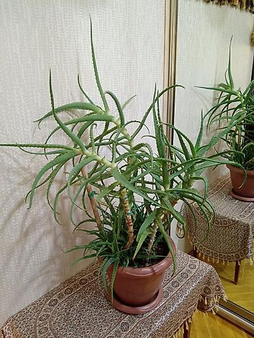 алоэ вера купить: Aloe vera (sukkulent) – iri dibçəkdə - Növ: Aloe vera, ev üçün — 2