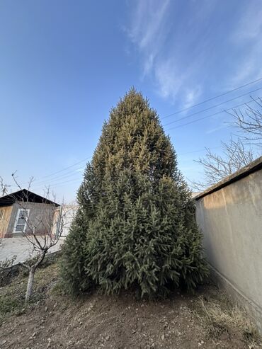 Декоративные деревья: Саженцы деревьев: Ели — 1