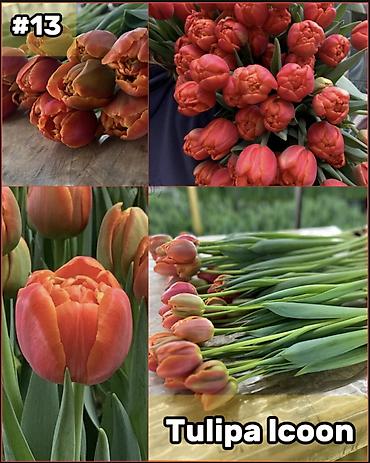 Организация мероприятий: Организация мероприятий | Букеты, флористика — 14