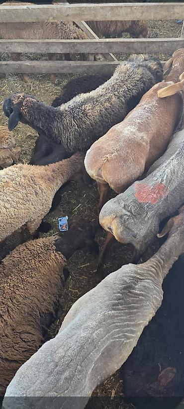 Баран, овца: Продаю | Овца (самка) — 7