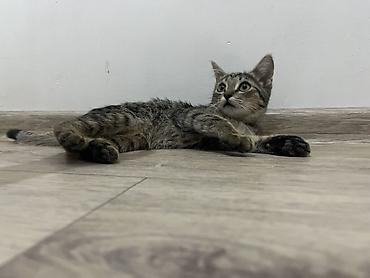 chi su: 🐾 Три котёнка ищут любящих хозяев 🐾 Трое очаровательных котят — 4
