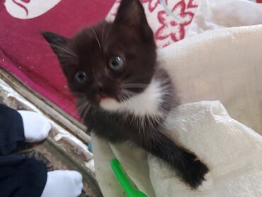 отдам даром котенка сфинкса: Кошка даром: Беспородная, 1 месяц, Мальчик, Приучена к лотку