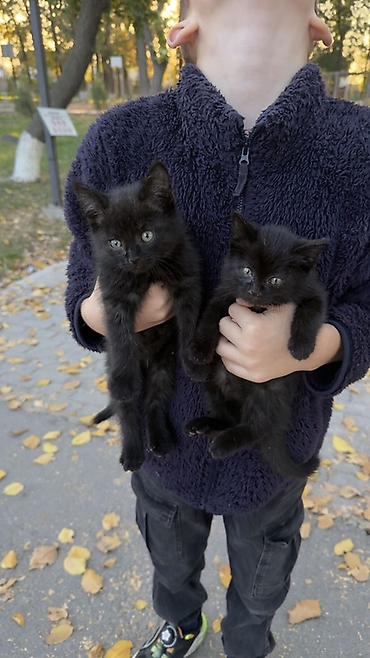 Мышыктар: Два очаровательных чёрных котёнка ищут дом. котяткам-малышарикам — 2
