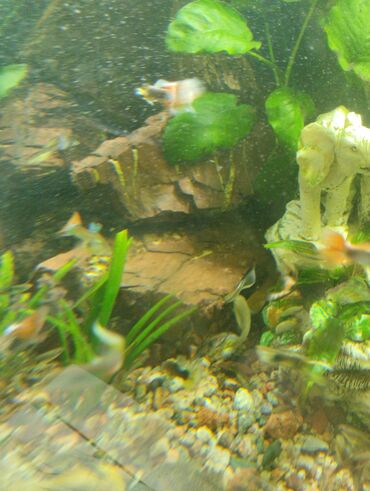 Рыбы: Гуппи 35с меченосцы от 50 с анцитрусы мальчики взрослые по 300с — 4