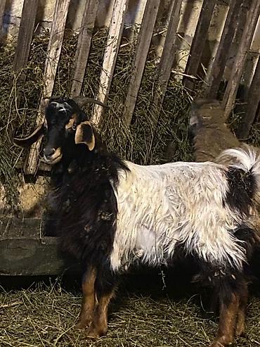bildirçin eti: Hələbdən dönmedir damazlığa superdi ət kimidə 12 13kilo əti var — 2