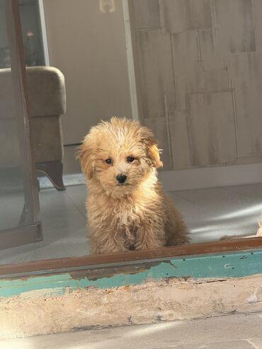 pitbull iti: Pudel, 3 ay, Erkek, Ünvandan götürmə, Ödənişli çatdırılma