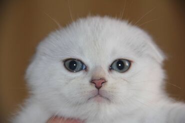 манчкин кот цена бишкек в Азербайджан | Коты: Чистокровные шотландские котята окрас шиншила ns 11, с метриками