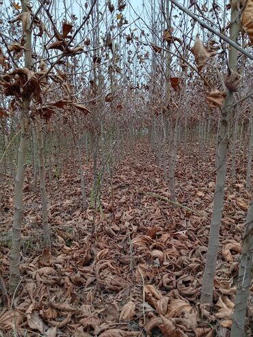 Ağaclar: Xan cinar 3metir 4 metrlik 15 azin çox alsaz mzakire olunacaq — 7