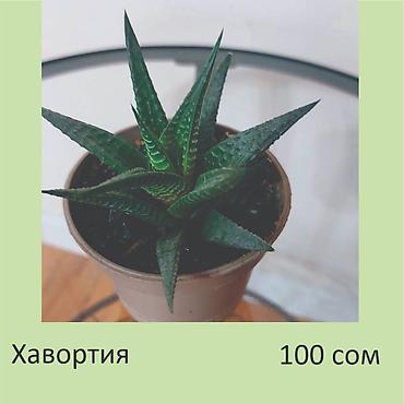 аглаонемы: Комнатные растения. Цена на фото.
Забирать в Чон-Арыке — 4