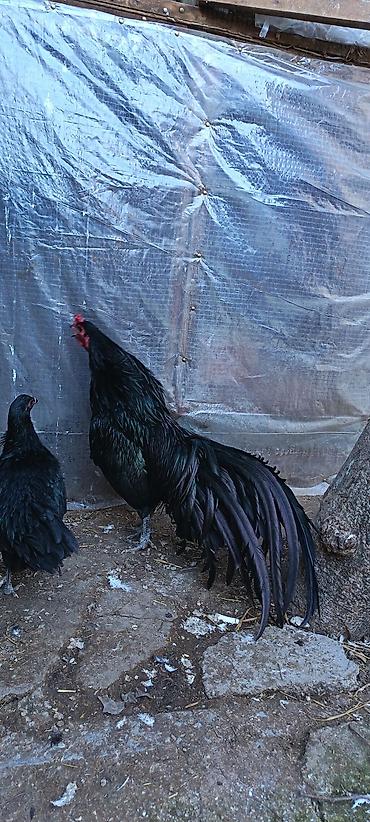 ev quslarinin satisi: Məhsul: Sumatra tək xoruz qoşa mahmız, istəyən goruntulu yıgıb baxa — 3