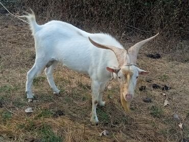cins ineklerin qiymeti: Dişi, il: 2, Südlük