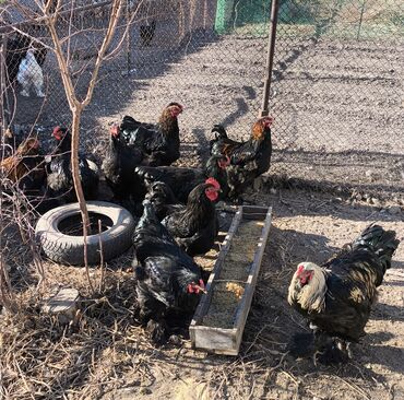 Куры, петухи: Продаю | Петух | Брама, Кохинхин | Для разведения — 9