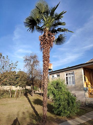 gul satisi toptan: Traxikarpus (Trachycarpus fortunei) xurma ağacı - Növ: Soyuğa davamlı — 1