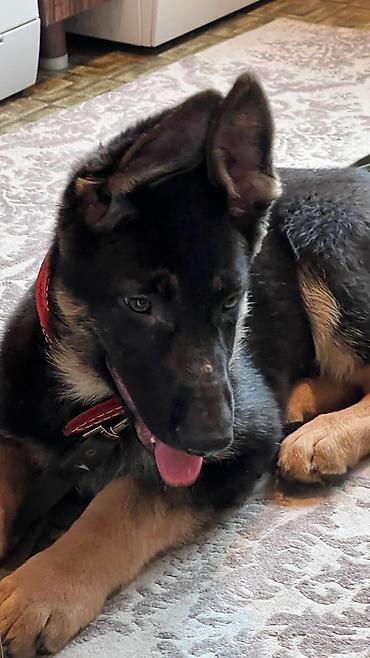 Продажа собак: ❗️❗️❗️❗️ВЯЗКА ❗️❗️❗️Восточно европейская овчарка .Сильный мощный — 6