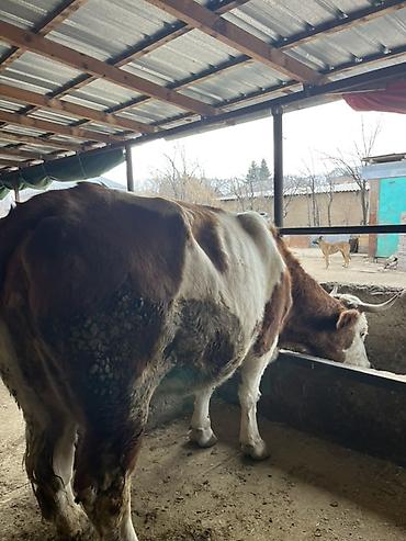 Коровы, быки: Продаю | Тёлка | Искусственник — 13