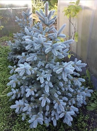 Туя: "Смарагд" туялары жана голубая ель (көк карагайлар) арзан баада — 12