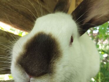 декоротивные кролики: Продажа породного кролла
Порода Калифорния
Ему 1 год и 1 месяц