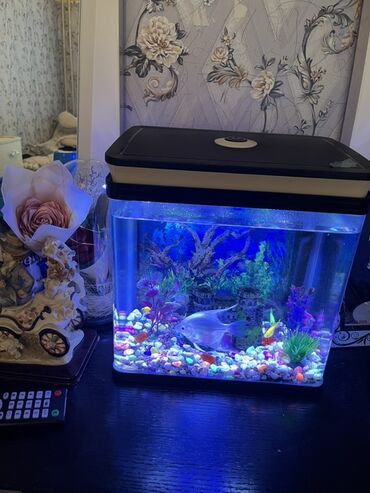 сколько стоит лошадь в азербайджане: Akvarium və 9 balıq satılır.Akvariumun özünün elə 100 manata almışıq
