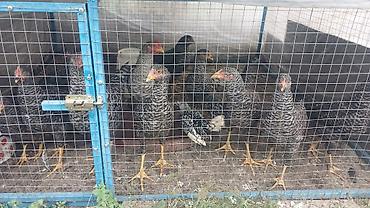 danşan quş: 12 eded orginal xarkov colpalardi, toyuq altinda cixiblar inkubator — 2