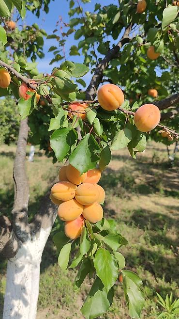 bayilda kirayə evler: Qiymətdə endirim olundu. Abşeron rayonu, yeni saray qəsəbəsində — 1