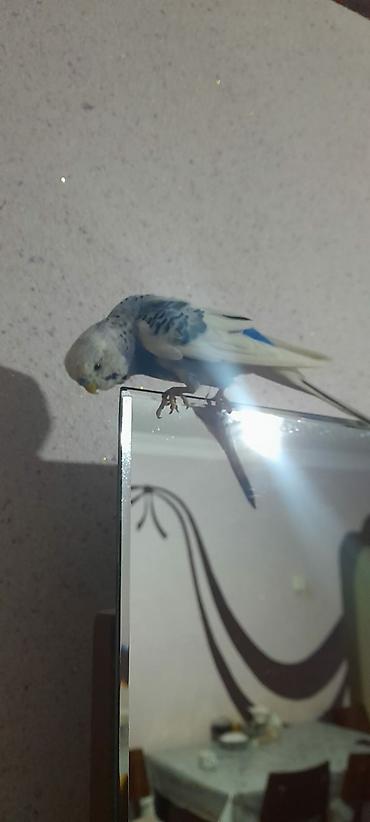 Tutuquşları: Ələ öyrəşmiş quşdu fikri ciddi olan vatcapa yazsin sumqayìt — 3