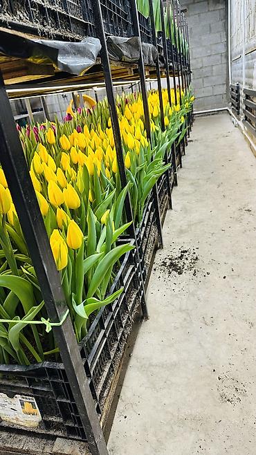 Букеты из живых цветов: ТЮЛЬПАНЫ ТЮЛЬПАНЫ ТЮЛЬПАНЫ на 8 марта. Бронь - Палитра: ярко‑желтые — 3