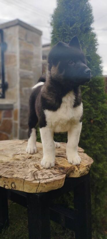 Psi: Na prodaju 3 muška šteneta iz vrhunskog legla, od oca Balua, oba pola — 6