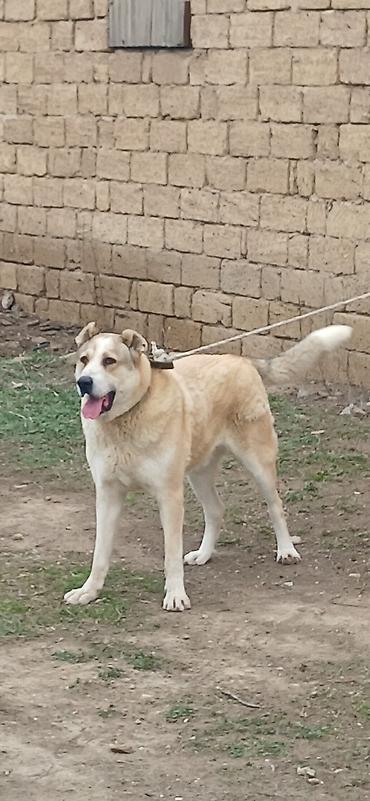 İtlər: Qurdbasar, 8 ay, Erkek — 7