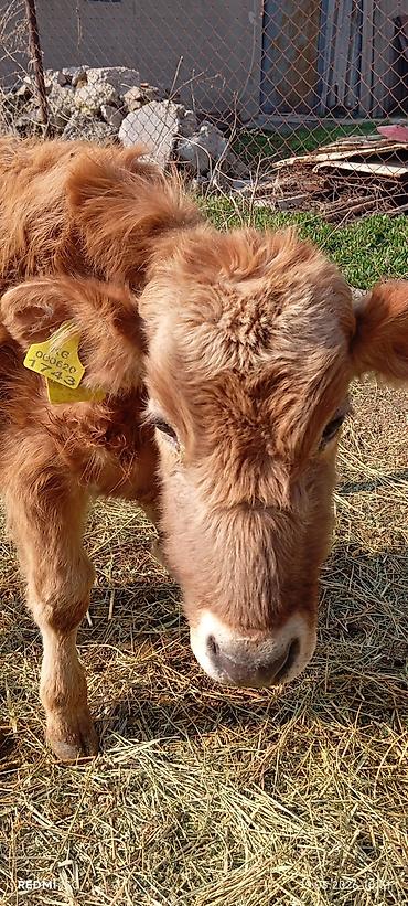 Коровы, быки: Продаю | Бык (самец) | Ангус — 5