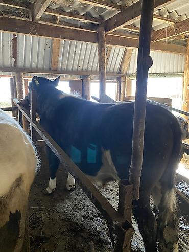 Коровы, быки: Продаю | Бык (самец) | На откорм | Привязанные — 2