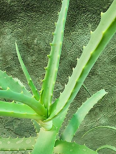 Алоэ вера (Aloe vera) лекарственное суккулентное растение. (7лет)