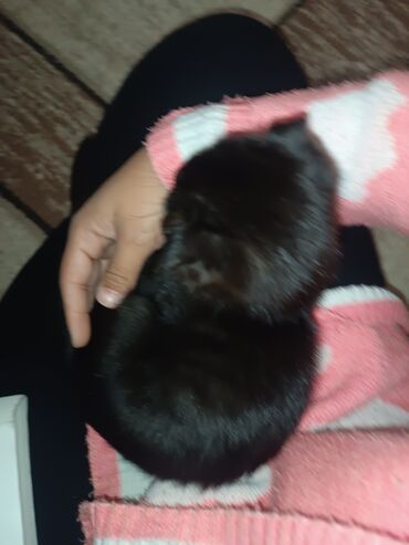 Отдам даром кошку: Кошка даром: Скотиш Фолд (Шотландская вислоухая), 4 месяца, Девочка, Приучена к лотку — 7