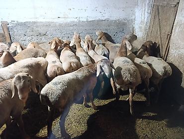 кормовой морковь: Продаю | Баран (самец) | Гиссарская, Арашан | На забой, Для разведения | Племенные — 1