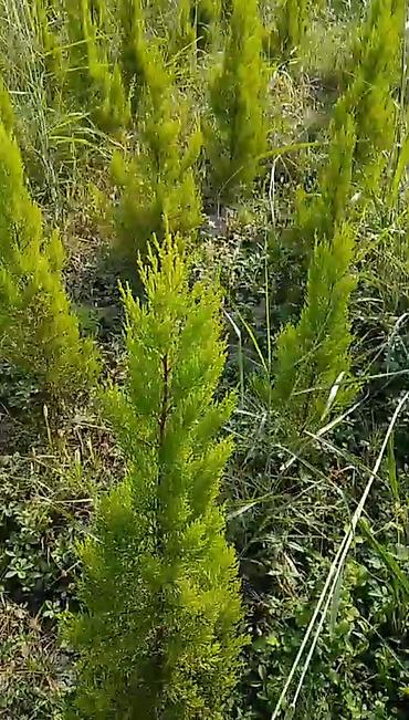 kələm gülü haqqinda: Limonnu şam.
Boyu 0.6 - 1.5 metr.

Ciddi adamlar zəng etsin — 2