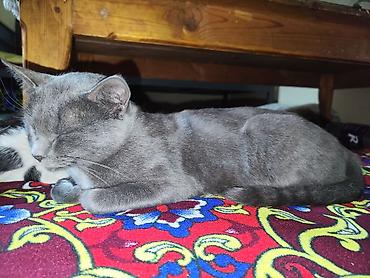 рыжие котята бесплатно: Кошка даром: Британская короткошёрстная, 1 год, Девочка, Метис — 1