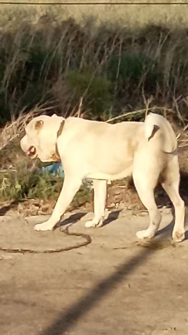american bully qiymeti: Alabay, 1 il, Erkək, Peyvəndli, Rayonlara çatdırılma — 3