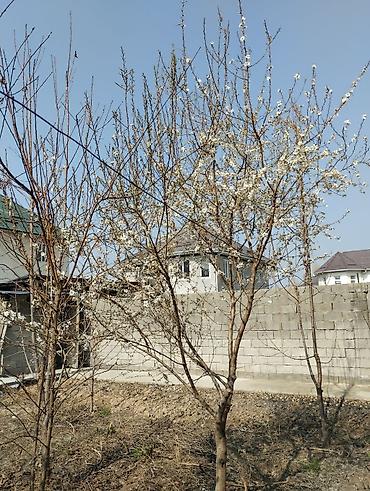 Продажа коттеджей и домов: Продается частный двухэтажный дом с участком и капитальным забором — 7