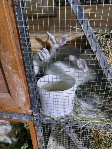 Gəmiricilər: 10azndan - 20azna qədər qiymetler deyişir Diri çəkiləri 1kq -3kq -da lalafo.az — 12 Gəmiricilər: 10azndan - 20azna qədər qiymetler deyişir Diri çəkiləri 1kq -3kq — 12