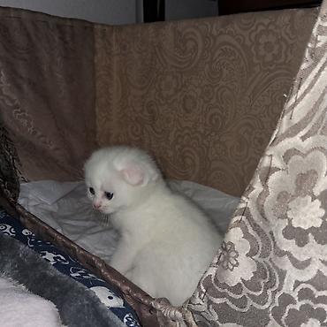 Pişiklər: Şinşilla, Dişi -da lalafo.az — 8 Pişiklər: Şinşilla, Dişi — 8